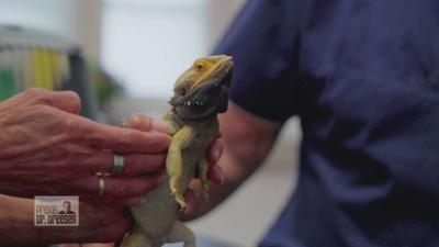Praxis Dr. Dreesen - Ein Hof für Tiere: Bissiges Reptil auf dem Untersuchungstisch