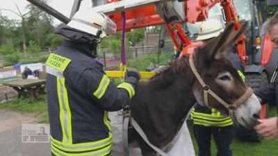 Praxis Dr. Dreesen - Ein Hof für Tiere: Feuerwehreinsatz für Esel Carlotta