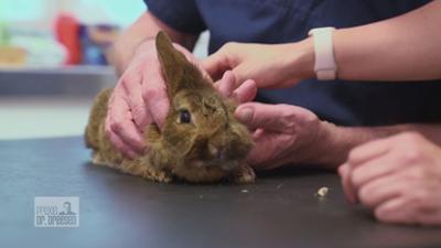 Praxis Dr. Dreesen - Ein Hof für Tiere: Volle Aufmerksamkeit für krankes Kaninchen