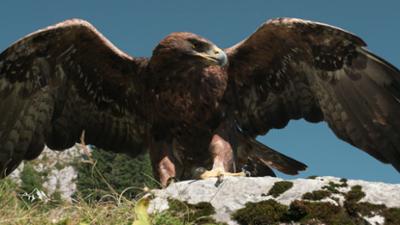 Bergwelten: Geheime Bewohner der Alpen
