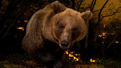 Bergwelten: Im Bann der Bären