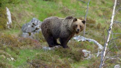 Bergwelten: Die Welt der Braunbären