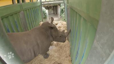 Beste Freunde: Kommt ein Nashorn geflogen