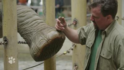 Beste Freunde: Elefanten-Pediküre