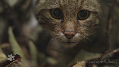Beste Freunde: Wildkatzen auf der Spur