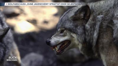 BLICKWECHSEL. Das Nachrichtenmagazin: Wolf spaltet das Land