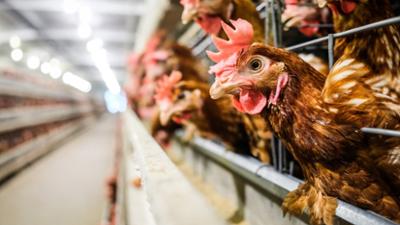 BLICKWECHSEL. Das Nachrichtenmagazin: Käfig-Eier aus der Ukraine