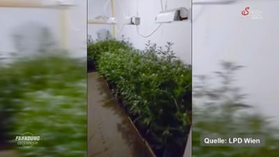 Fahndung Österreich: Cannabisanbau in Wohnungen