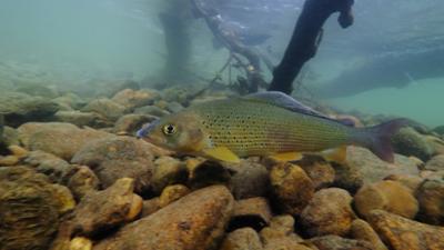 Heimatbilder: Paradies Pielach