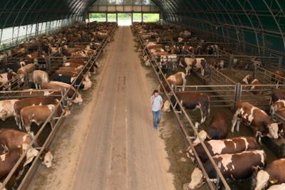 Ich, Bauer: Herr der tausend Stiere