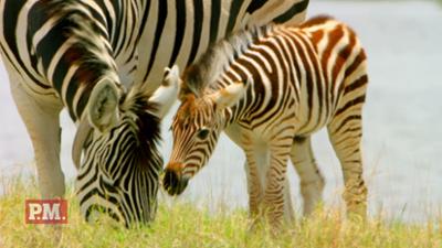 P.M. Wissen: Wie wandern Zebras?