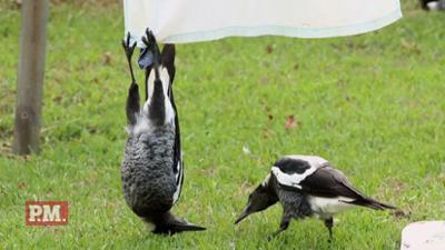 P.M. Wissen: Wie spielen Raben?