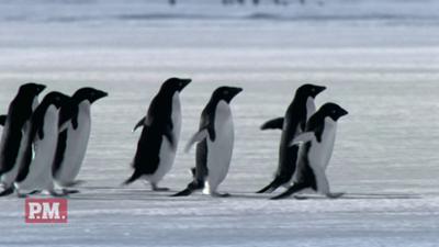 P.M. Wissen: Verlaufen sich Pinguine?