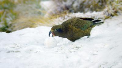 P.M. Wissen: Tierisches Schneevergnügen?