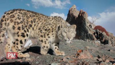 P.M. Wissen: Geist der Berge