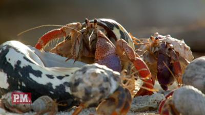 P.M. Wissen: Siedeln bei Krebsen