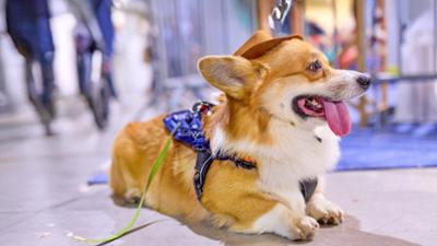 Servus am Abend: Haustiere & ihre Kosten