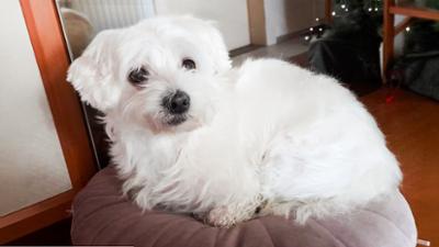 Servus am Abend: Lucy ist wieder daheim
