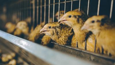 Servus am Abend: Illegales Glücksspiel