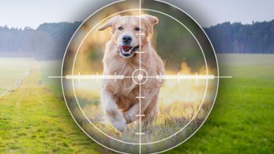 Servus am Abend: Abschüsse von Haustieren