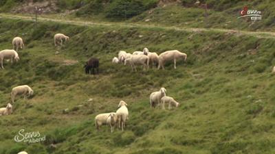 Servus am Abend: Land erlaubt Wolfs-Abschuss