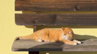 Servus am Abend: Bauern-Kater Rekordkandidat