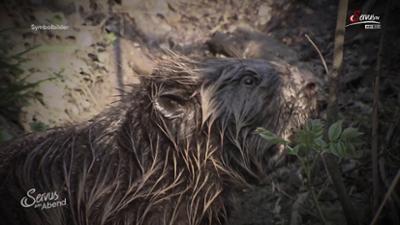 Servus am Abend: Rettungsaktion für Biber
