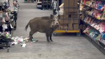 Servus am Abend: Wildschwein in Mall