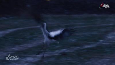 Servus am Abend: Storchenwinter Mürztal
