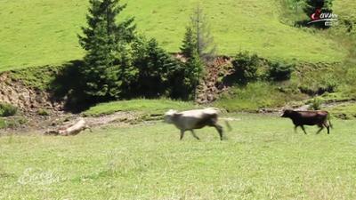 Servus am Abend: Cobra-Beamte töten Stiere