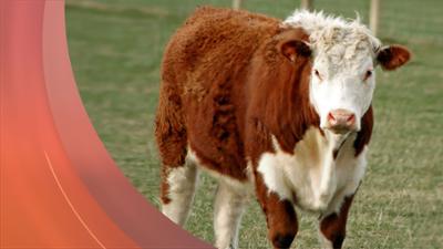 Servus am Abend: | 17.12.