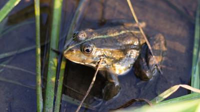 Servus am Abend: Froschquaken sorgt Streit