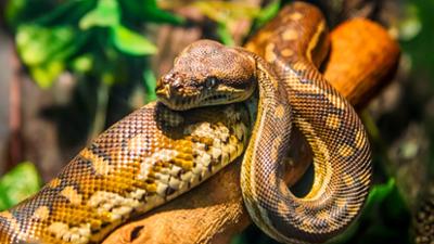 Servus am Abend: Überfüllte Auffangstation