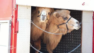 Servus am Abend: Brüder werden Zoobesitzer