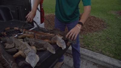 Servus Nachrichten: Es regnet Leguane!