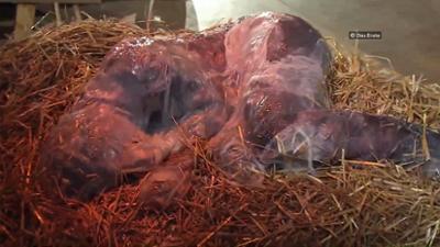 Servus Nachrichten: Jesus im Schleim-Kostüm?