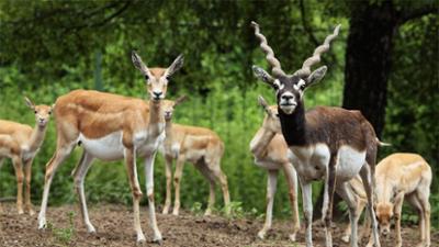 Servus Nachrichten: Antilope im Zoo erschossen