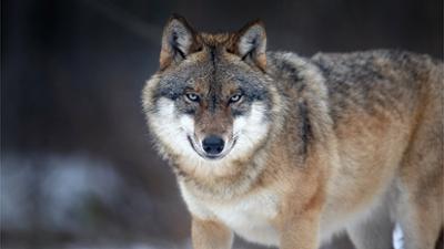 Servus Nachrichten: Wolf beißt Frau in Hamburg