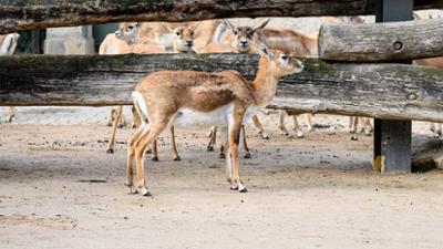 Servus um 2: Wilderei in Schönbrunn