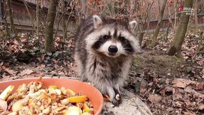 Servus um 2: Waschbären am Vormarsch 