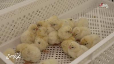 Servus um 2: Schicksal der Bruder-Hähne