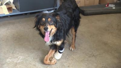 Servus um 2: Prothesen für Tiere