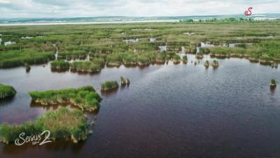 Servus um 2: Schilf im Übermaß