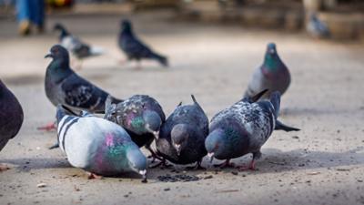 Servus um 2: Streit um Stadttauben