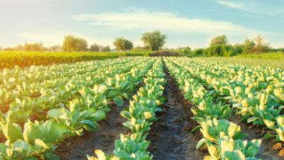 Servus um 2: Saatgutvielfalt in Gefahr