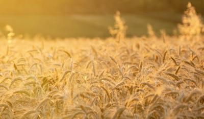 Servus um 2: Gentechnik am Vormarsch