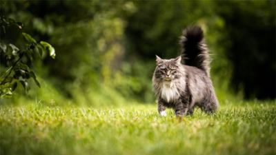 Servus um 2: Von Hund bis Schlange