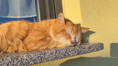 Servus um 2: Rekord-Kater aus OÖ