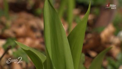Servus um 2: Gefahr bei Bärlauch Sammeln