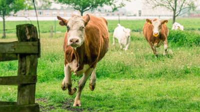Servus um 3: Weidegang für die Kühe